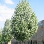 Prunus padus 'Watereri'